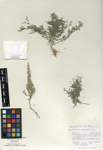 Herbarium Sheet of 